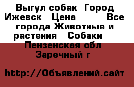Выгул собак. Город Ижевск › Цена ­ 150 - Все города Животные и растения » Собаки   . Пензенская обл.,Заречный г.